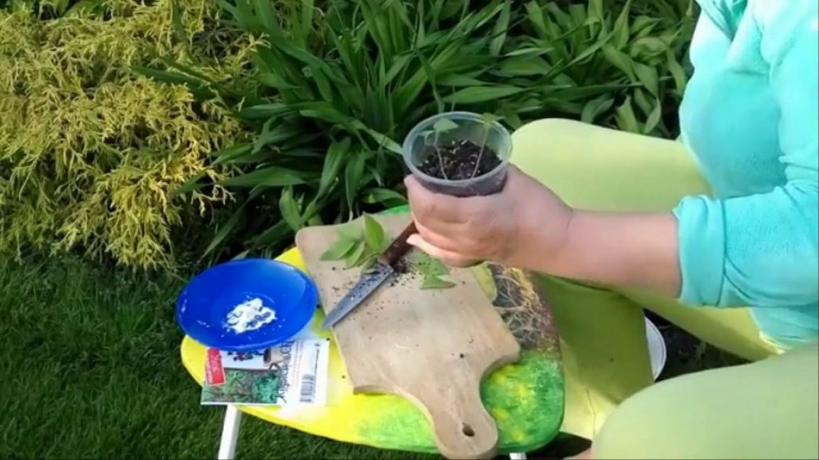 Reproduction de clématite