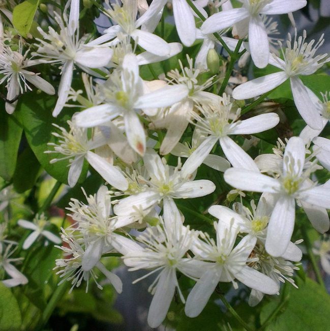 Clematis flammula