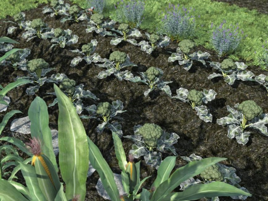 Faire pousser du brocoli