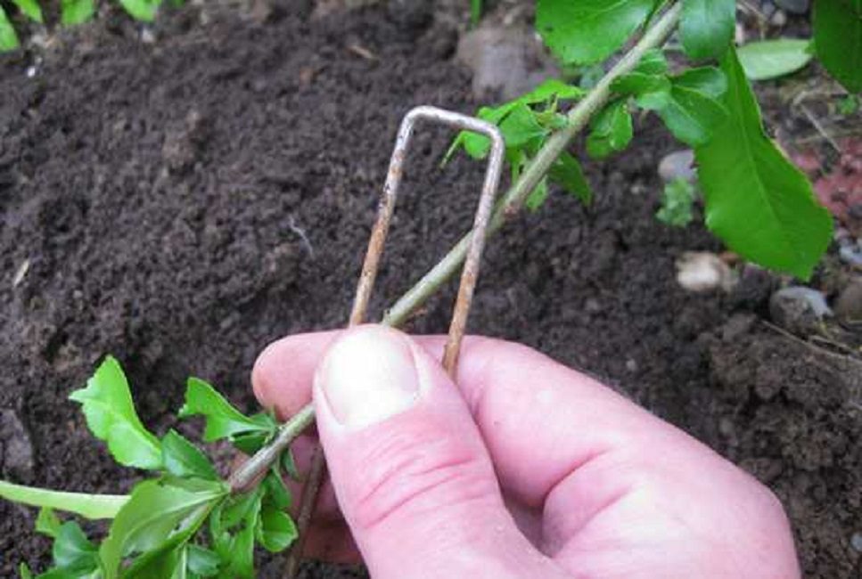 Fixation de la couche dans le sol avec un support