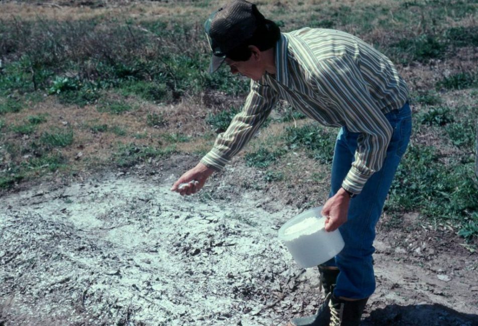 Cendres comme engrais