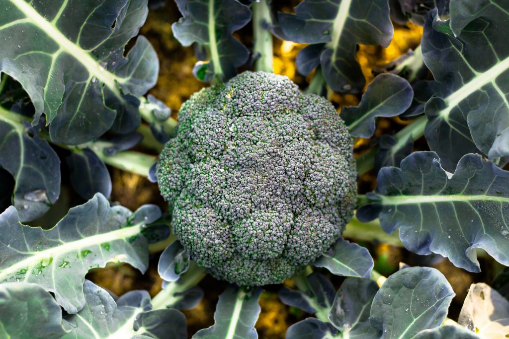 chou brocoli en pleine terre