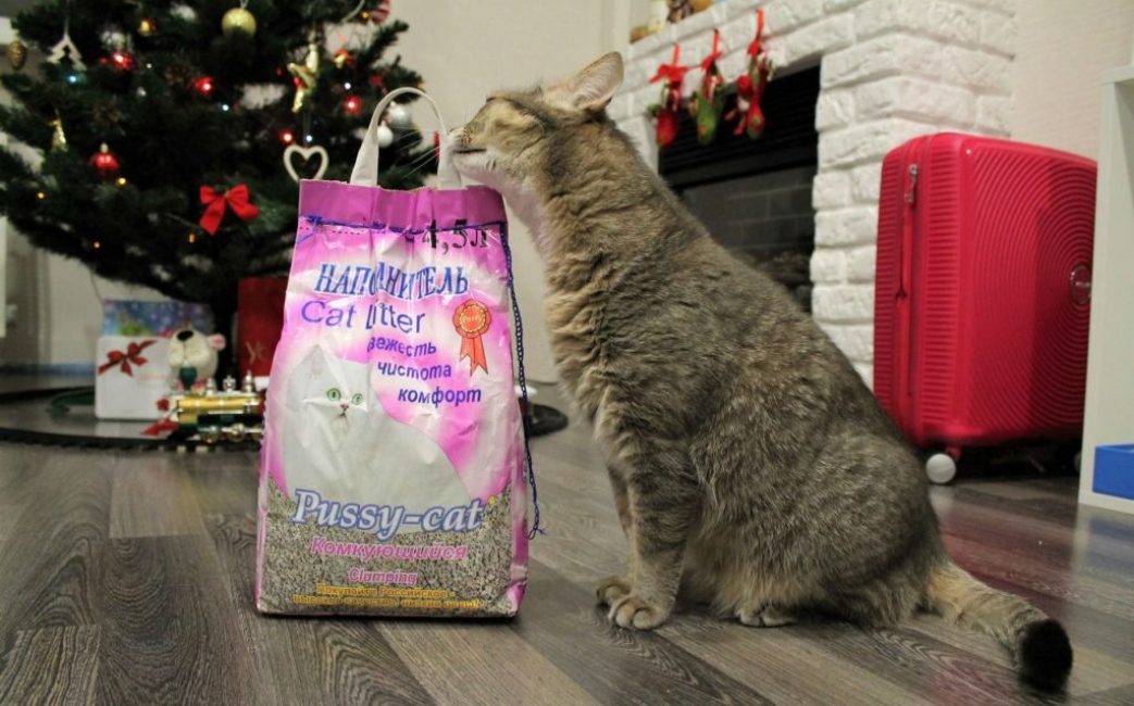 La meilleure litière pour chat