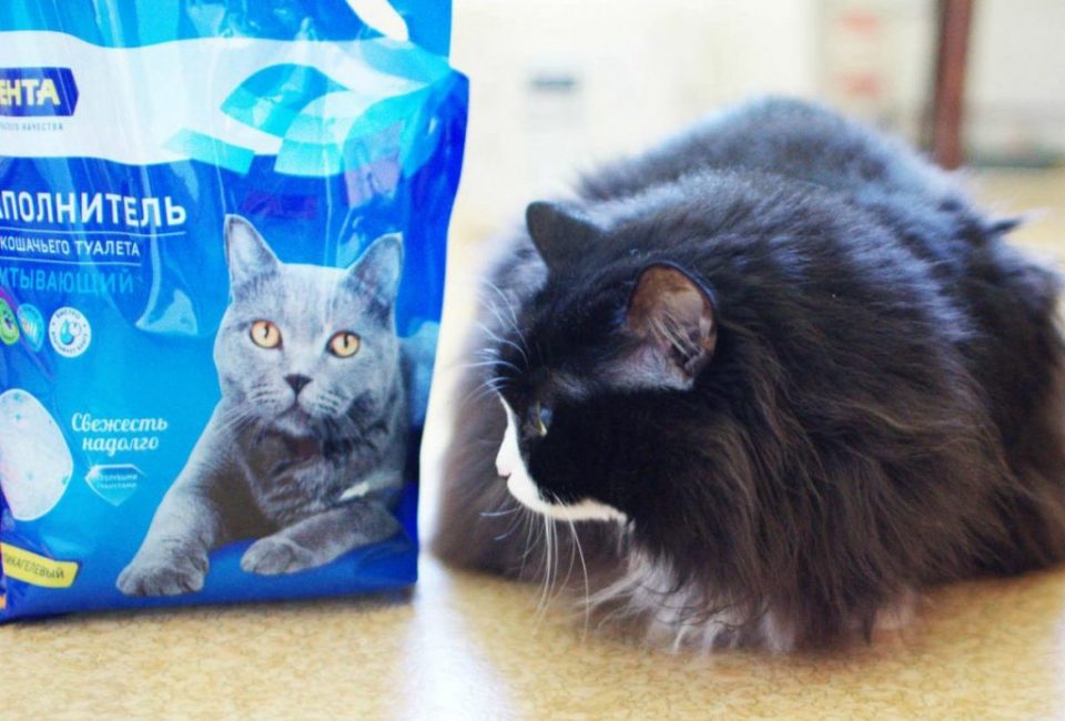 La meilleure litière pour chat