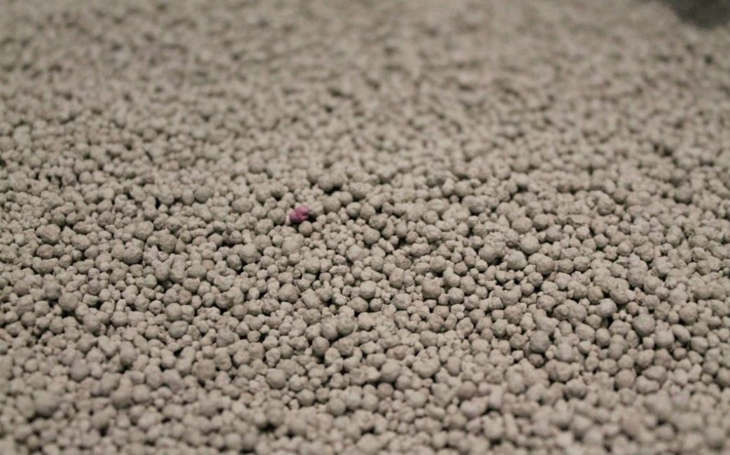 La meilleure litière pour chat