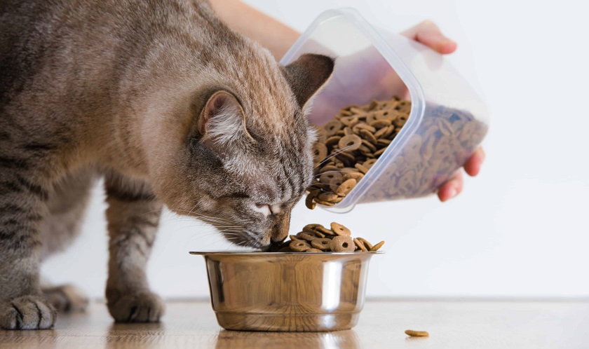 Meilleurs aliments pour chats Classement TOP-12 + avis