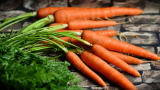 Carottes: description, plantation en pleine terre, soins, top dressing (Photo & Vidéo) + Avis