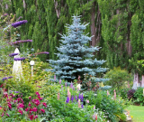 Épicéa sur le site: description, types et variétés, plantation et entretien d'un tronc en plein champ (70+ photo vidéo) + avis