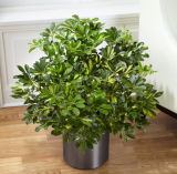 Maison Schefflera - exotique sans prétention: description, types, culture, soins, reproduction, transplantation (60 Photos & Vidéos) + Avis