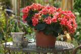 Begonia elatior: soins, conditions de culture et d'élevage à la maison