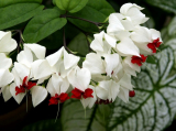 Maison Clerodendrum : description, types, soins, reproduction, comment faire fleurir