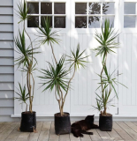 Dracaena marginata - soins après achat, transplantation, reproduction à domicile (140 Photos)