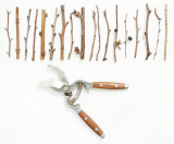 Récolter des boutures pour greffer des arbres : informations de base sur les boutures, quand les récolter, conserver les boutures au réfrigérateur