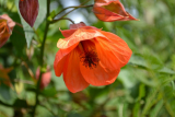 Abutilon (érable d'intérieur): description, soins à domicile, reproduction