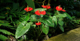 Anthurium (Anthurium): types et variétés, plantation et soins à domicile, reproduction, transplantation