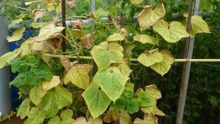 Maladies des concombres: une description avec des photos de 14 problèmes principaux, ainsi que des moyens de les traiter | + Avis