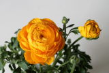 Ranunculus (Buttercup): description, types et variétés, culture et reproduction, plantation en pleine terre et soins, propriétés utiles (50 Photos & Vidéos) + Avis