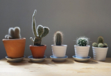Comment entretenir un cactus à la maison: caractéristiques des soins après achat, en hiver, floraison, reproduction et arrosage