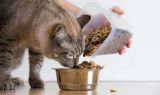 Meilleurs aliments pour chats