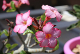 Adenium à la maison: types, plantation et soins, maladies et ravageurs des plantes. Comment tisser une queue de cochon et créer une composition lumineuse à partir de différentes variétés? (60+ Photos)