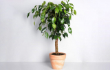 Ficus Benjamin (100 Photos) - soins à domicile, variétés, reproduction, transplantation, maladie (Vidéo) + Avis