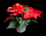 Poinsettia rouge - soins à domicile. Comment entretenir une étoile de Noël après l'achat ? (Photo & Vidéo) +Avis