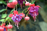 Fuchsia - Culture, entretien, repiquage, reproduction à la maison (50+ photos et vidéos) + Avis