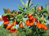 Goji - Miracle oriental dans notre jardin: plantation et entretien en plein champ dans la région de Moscou et en Sibérie. Caractéristiques avantageuses
