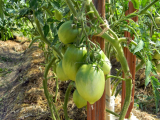 [Instruction] Comment attacher les tomates: description, méthodes d'attache pour les terrains ouverts et les serres