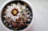 Gymnocalycium à la maison: culture, caractéristiques d'entretien, types, reproduction, floraison