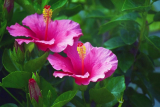 Hibiscus (rose chinoise): description, culture, reproduction et soins, maladies possibles de la mauve tropicale