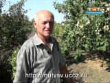 [VIDÉO] Variétés de prunes