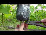 [VIDÉO] Cultiver des plants de raisin