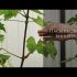 [VIDÉO] Cultiver des plants de raisin
