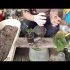 [VIDEO] Quels arbres planter près de la maison