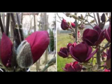 [VIDEO] Comment faire pousser un beau magnolia à la campagne