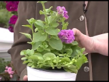 [VIDEO] Les principales erreurs lors de la culture des pétunias