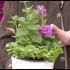 [VIDEO] Cinq conifères durables pour votre jardin
