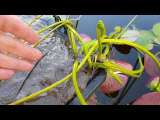 [VIDEO] Erreurs lors de la culture des nymphes, des nénuphars