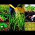 [VIDEO] Comment ne pas creuser son jardin - agriculture naturelle