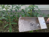 [VIDÉO] Engrais ancien à base de cendres