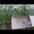 [VIDEO] Engrais organiques pour le jardin et le potager