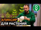 [VIDÉO] Stimulateur de croissance des plantes DIY