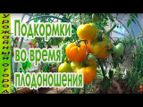 [VIDEO] Nourrir les tomates pendant la fructification