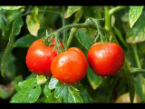 [VIDEO] Tout savoir sur l'arrosage d'une tomate