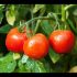 [VIDEO] Les tomates rabougries les plus productives