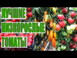 [VIDEO] Les tomates rabougries les plus productives