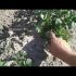 [VIDEO] Les tomates rabougries les plus productives