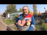 [VIDÉO] Planter des pommes de terre