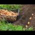 [VIDÉO] Planter des pommes de terre